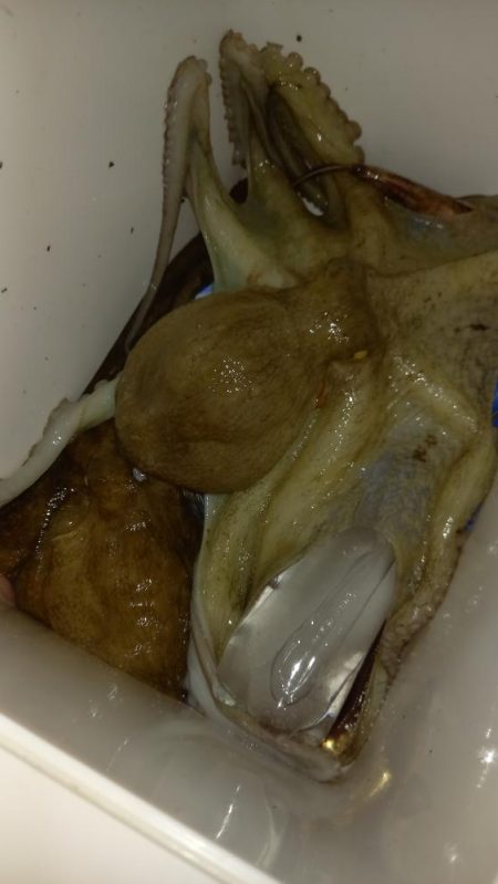 漁業権の設定されていないエリアでのタコ釣り…